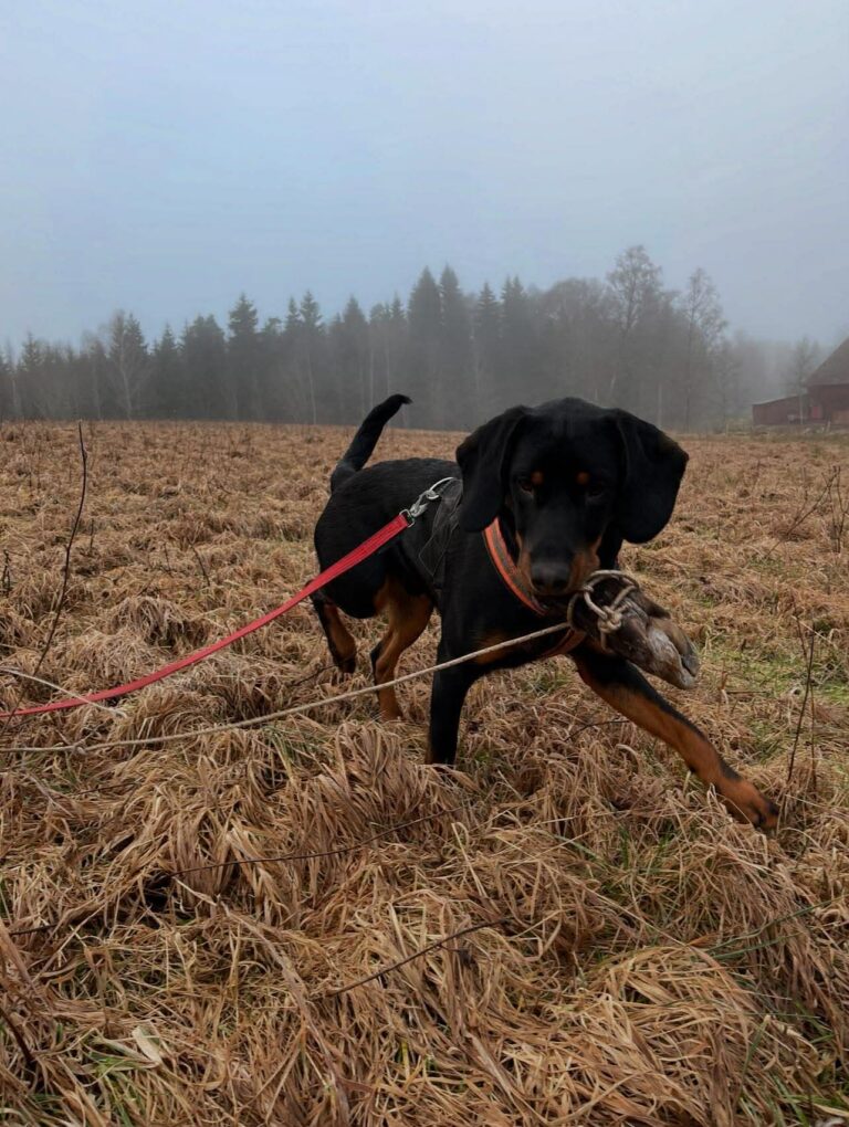 Uppdaterad avelslista